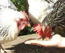 Hühner fressen von der Hand