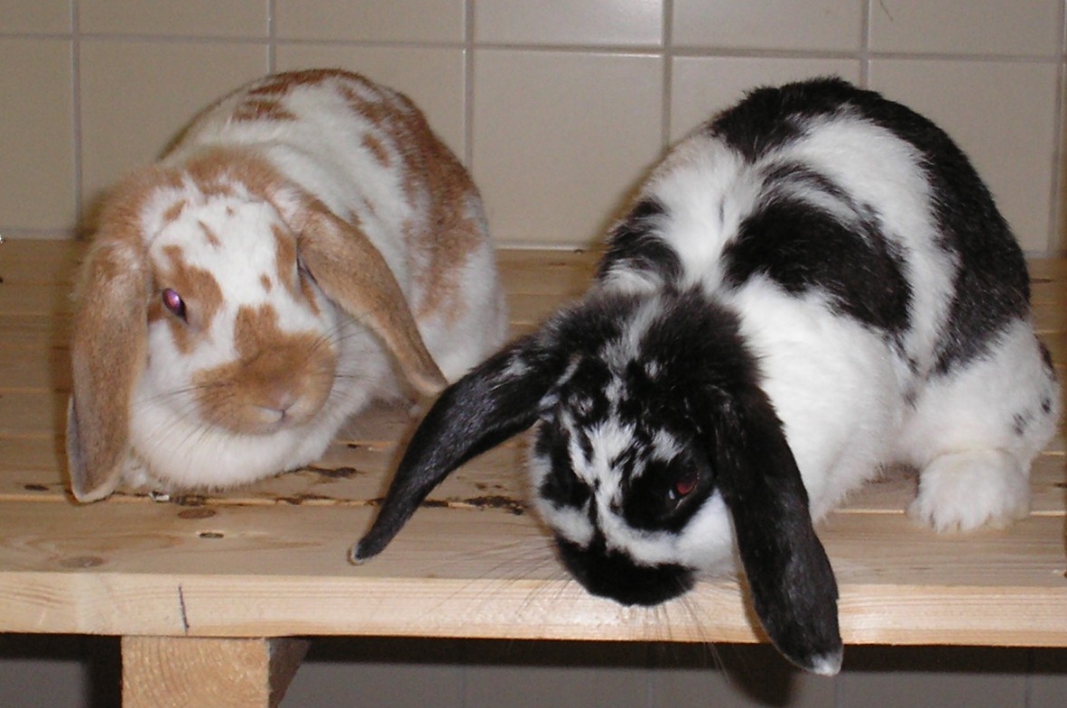  Kaninchen im Tierheim Schlage, inzwischen vermittelt