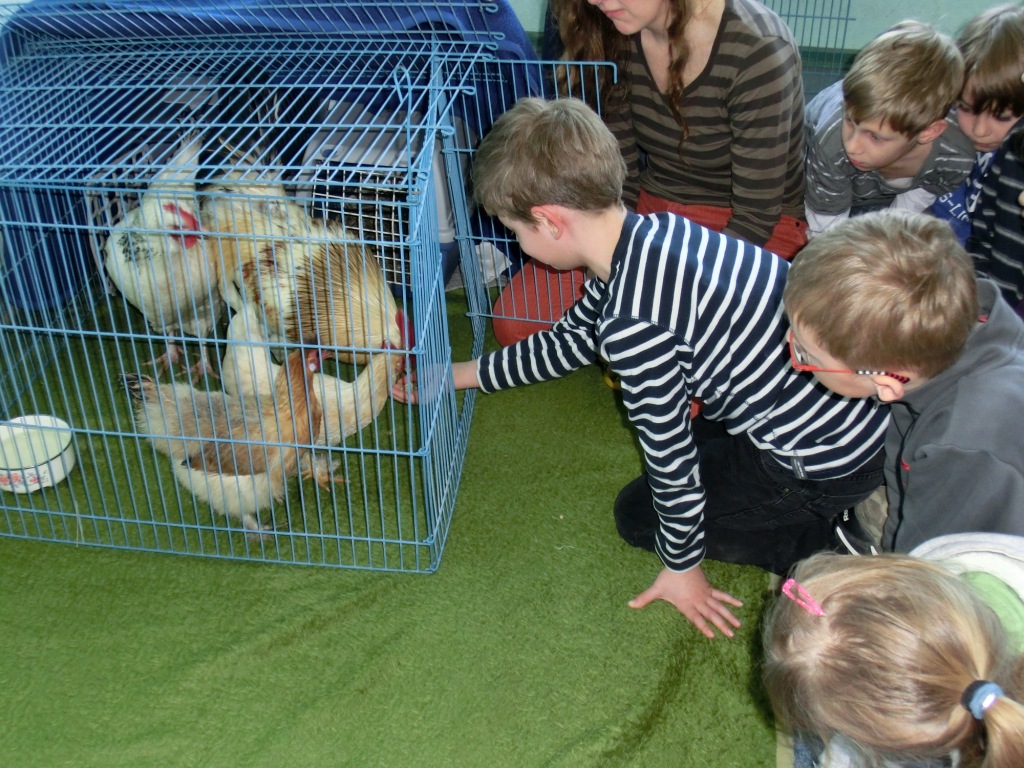gelungene Kommunikation zwischen Kind und Hühnern