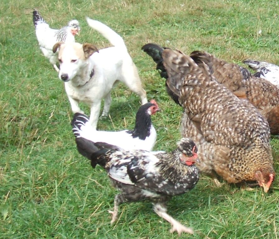 Terrier und Hühner friedlich miteinander