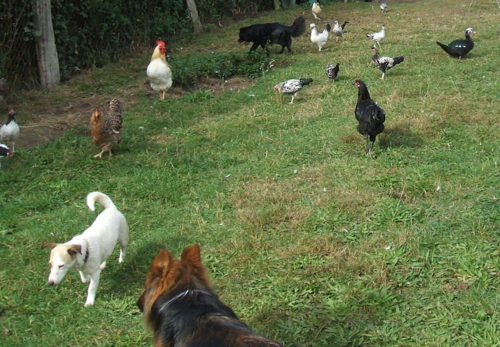 Hühner und Hunde friedlich zusammen