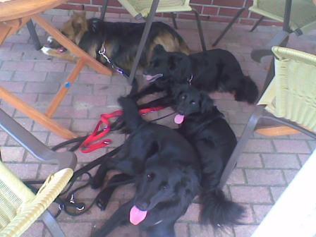 Im Eis-Café: Mit vier Hunden braucht man etwas mehr Platz.