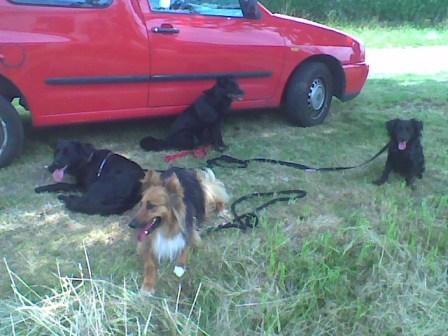 Pause zwischen Spaziergang und Heimfahrt - ausgeglichene Hunde